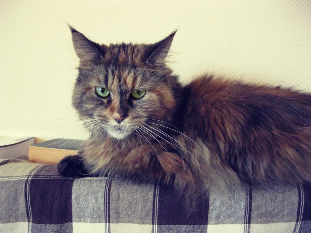A fluffy Maine Coon cat with striking green eyes lounging on a checkered blanket indoors.